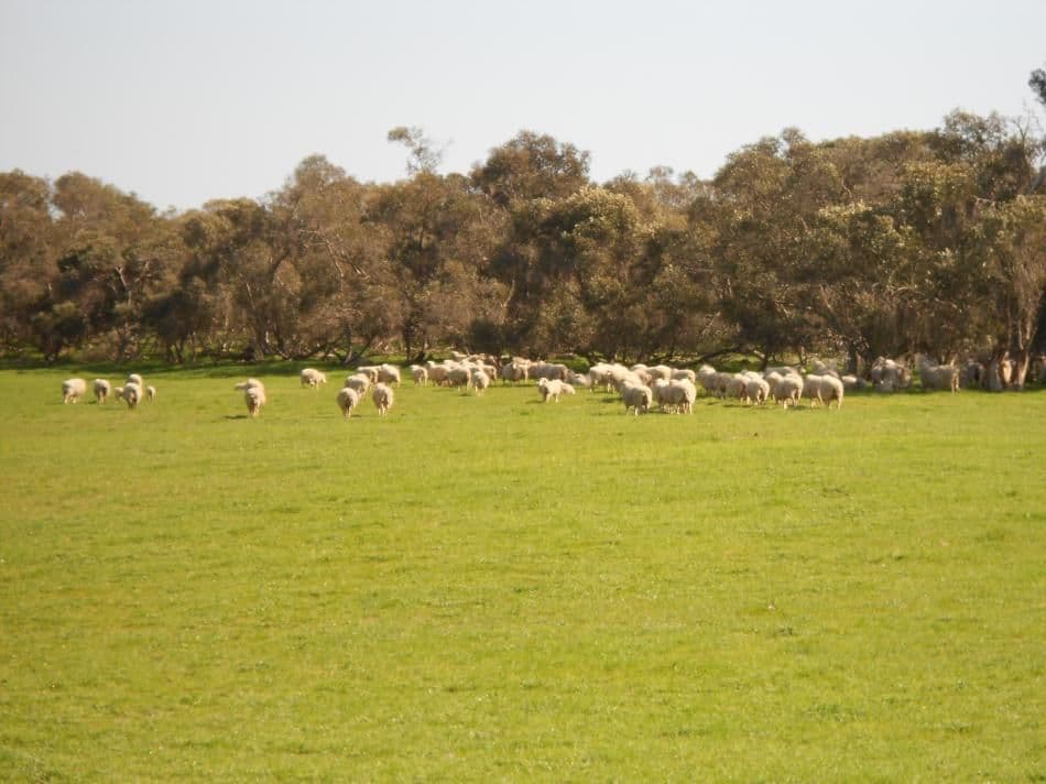 2200 Naracoorte Road, BORDERTOWN SOUTH SA 5268, Bordertown South - Thumbnail 7