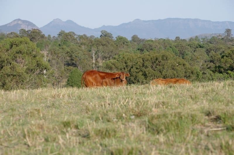1068 Boonah Rathdowney Road, BOONAH QLD 4310, Boonah - Thumbnail 5