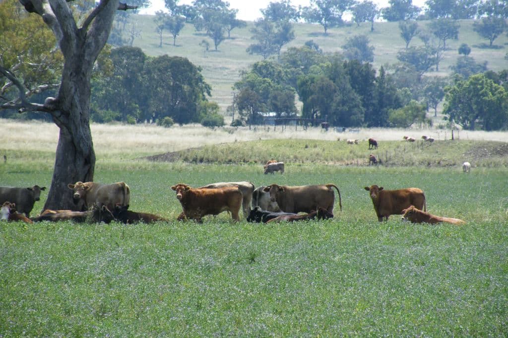 . "Eloura" Swinging Ridges Road, WARRAH CREEK NSW 2339, Warrah Creek - Image 1