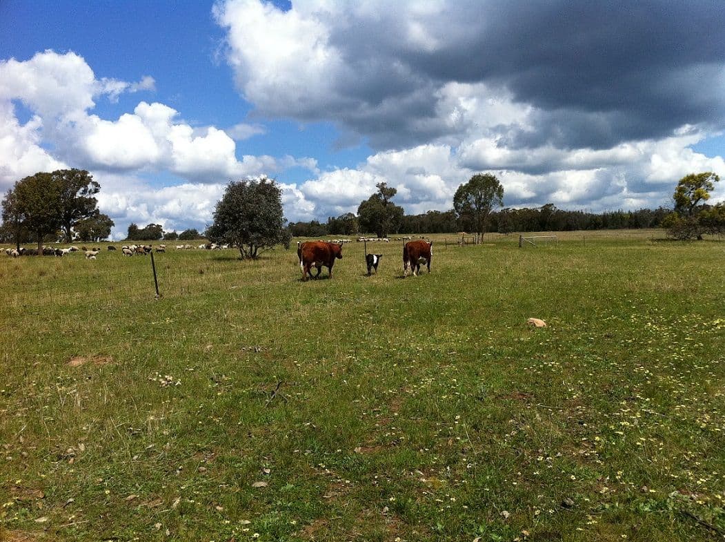 315 Chatmans Road, PARKES NSW 2870, Parkes - Thumbnail 3