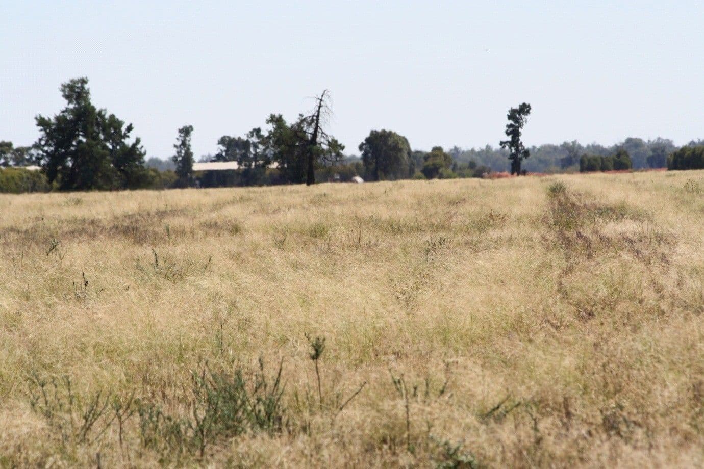 0 "Wallaroi West", CONDOBOLIN NSW 2877, Condobolin - Thumbnail 3