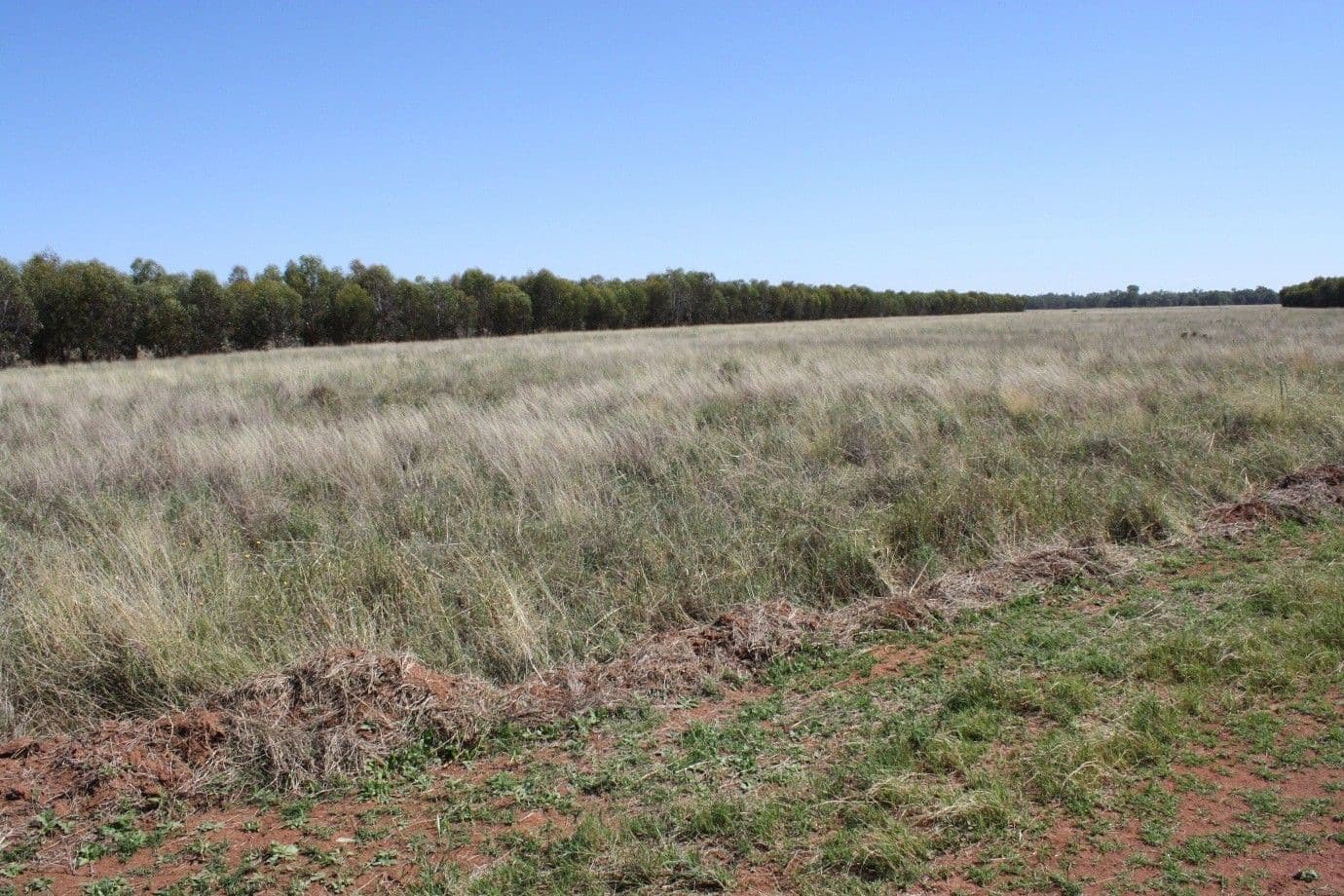 0 "Wallaroi West", CONDOBOLIN NSW 2877, Condobolin - Thumbnail 2