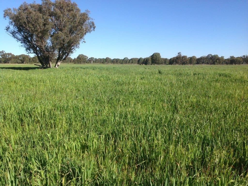 Lot 4 North Pine Creek, COONABARABRAN NSW 2357, Coonabarabran - Image 1