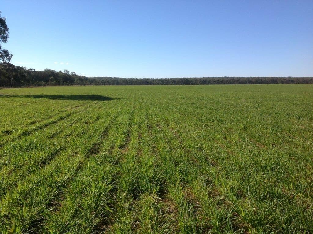 Lot 4 North Pine Creek, COONABARABRAN NSW 2357, Coonabarabran - Thumbnail 6