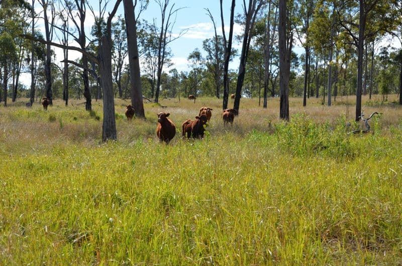 ARATULA QLD 4309, Aratula - Thumbnail 5
