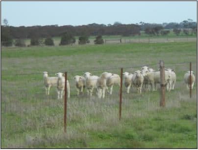 42  (Lot 100) Canal Rd Lowan Vale, BORDERTOWN SA 5268, Bordertown - Thumbnail 4