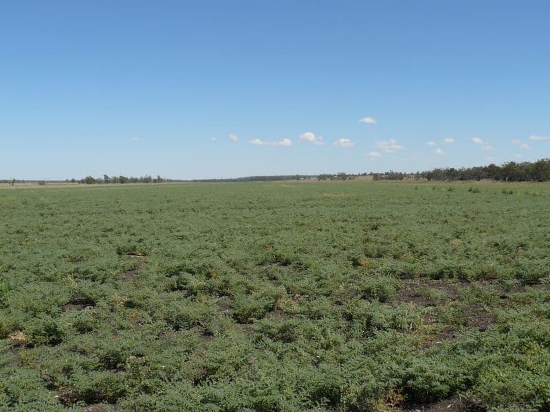 WARIALDA NSW 2402, Warialda - Thumbnail 6