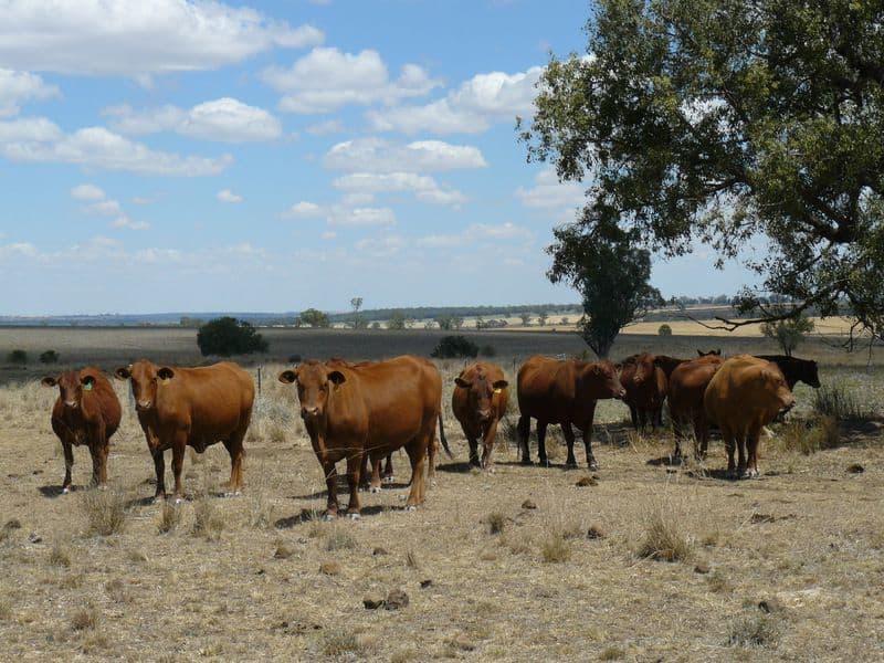 WARIALDA NSW 2402, Warialda - Thumbnail 2