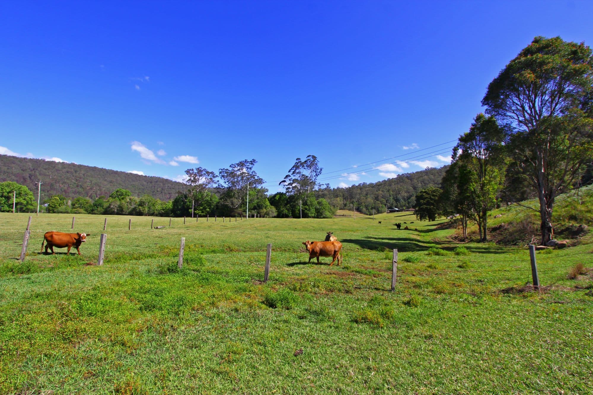 58 Priests Ridge Road, YARRAMALONG NSW 2259, Yarramalong - Thumbnail 3