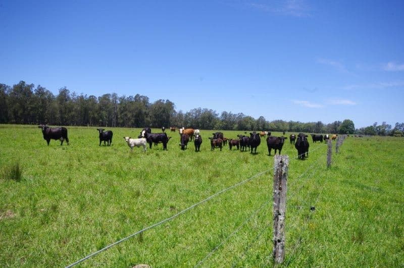 Lot 1 452 North Moto Road, TAREE NSW 2430, Anglesea - Thumbnail 2
