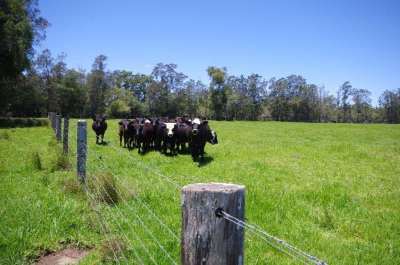 Lot 1 452 North Moto Road, TAREE NSW 2430, Anglesea - Thumbnail 6