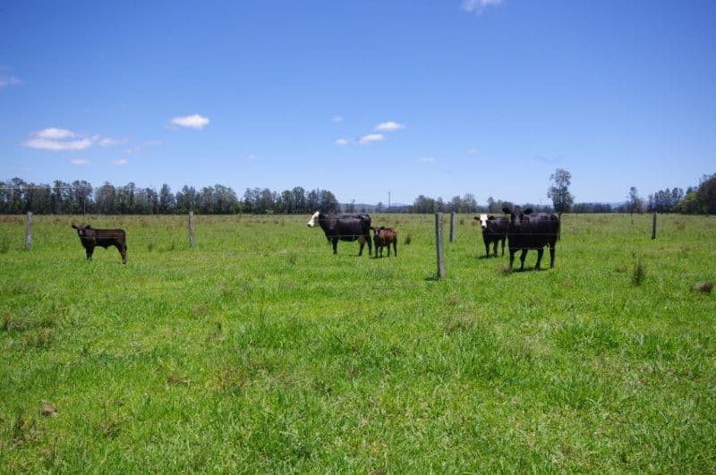 Lot 1 452 North Moto Road, TAREE NSW 2430, Anglesea - Thumbnail 7
