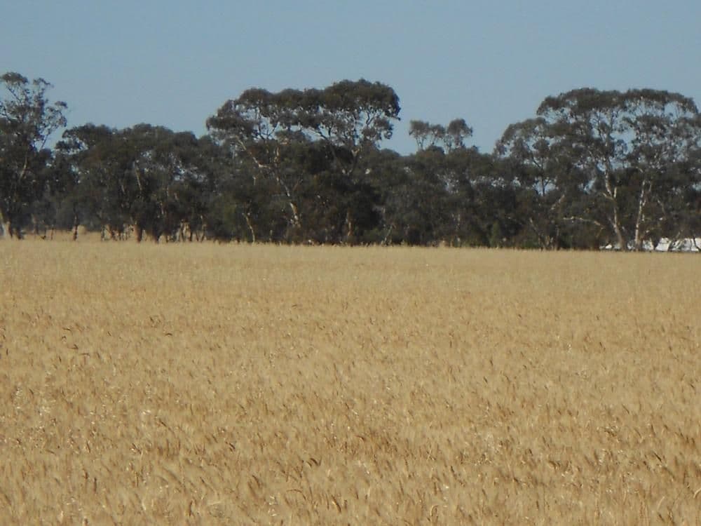 SECTION 197 Cnr Frances and Wiese Road, BORDERTOWN SA 5268, Bordertown - Thumbnail 2