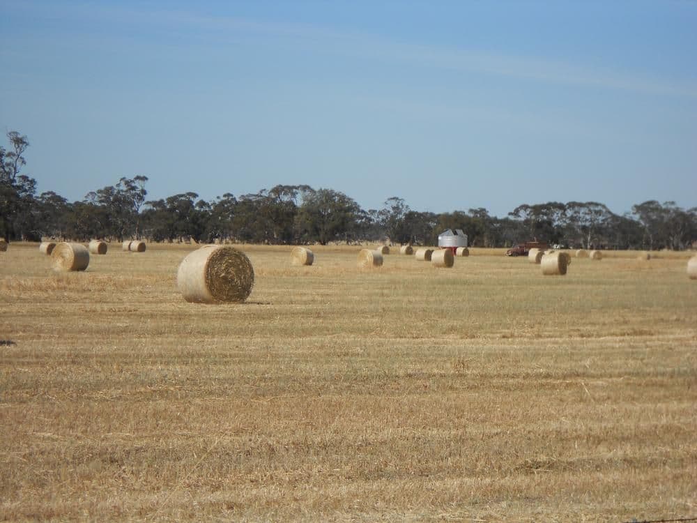 SECTION 197 Cnr Frances and Wiese Road, BORDERTOWN SA 5268, Bordertown - Thumbnail 3