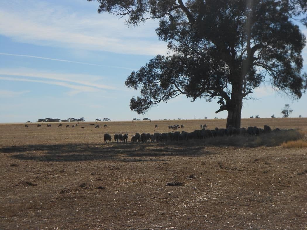 SECTION 197 Cnr Frances and Wiese Road, BORDERTOWN SA 5268, Bordertown - Thumbnail 5