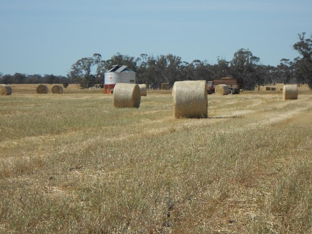 SECTION 197 Cnr Frances and Wiese Road, BORDERTOWN SA 5268, Bordertown - Image 1