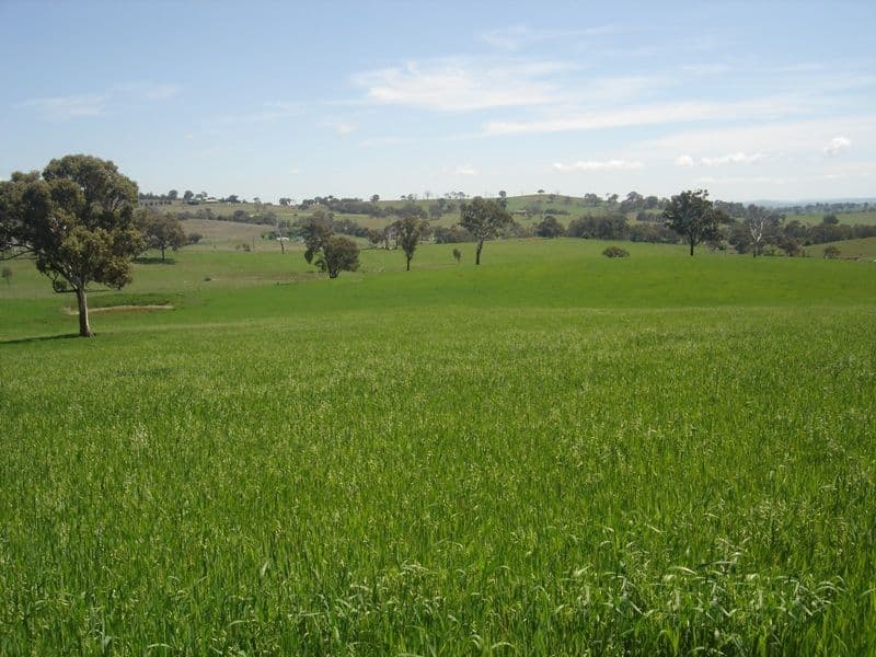 22 Purdons Lane, O'CONNELL NSW 2795, O'Connell - Thumbnail 3