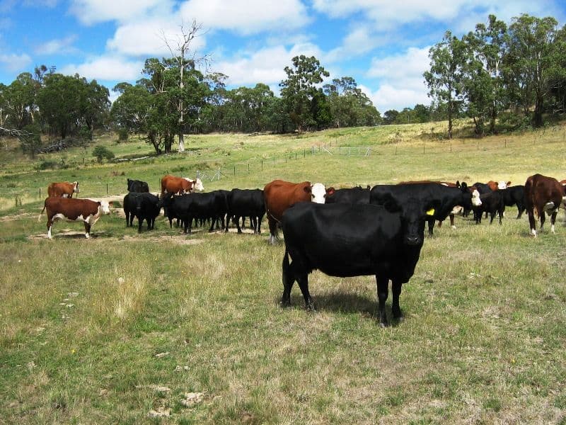 MEADOW FLAT NSW 2795, Meadow Flat - Thumbnail 6