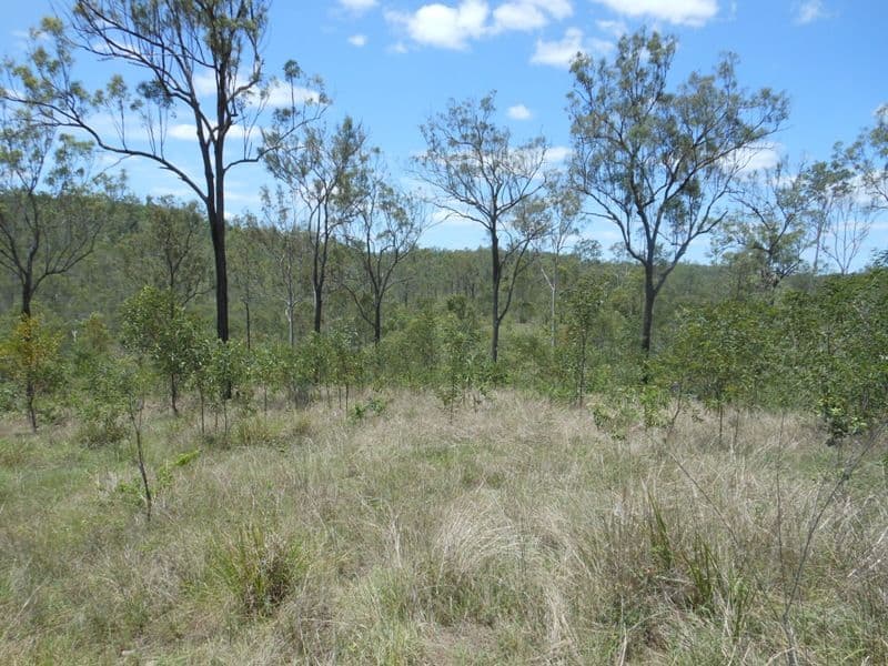 728 Tenningering Road, GOOD NIGHT QLD 4671, Good Night - Thumbnail 8