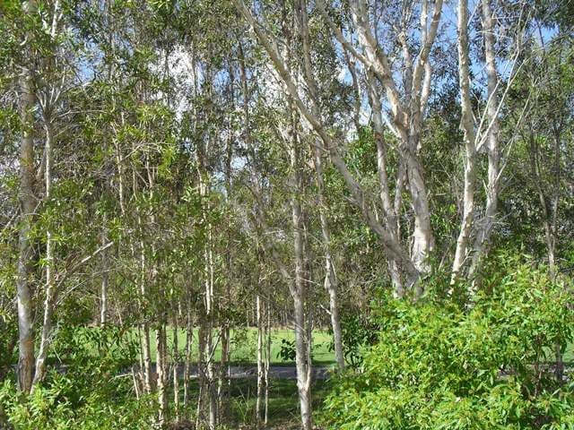 35 Augusta Circuit, PEREGIAN SPRINGS QLD 4573, Peregian Springs - Image 1
