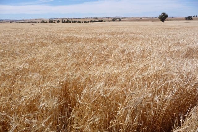 "Nunyara" Dust Bowl Road, MURRAY TOWN SA 5481, Murray Town - Image 1