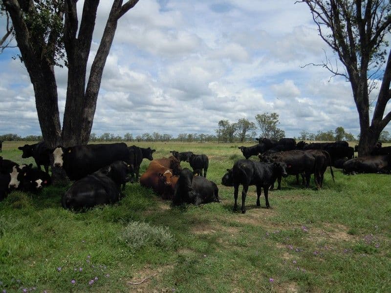 MILLMERRAN QLD 4357, Millmerran - Thumbnail 4