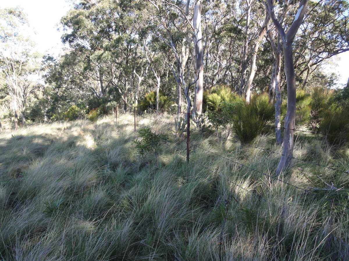 Lot 1, 2 and 6 Dorman's Gully Road, BUNYA MOUNTAINS QLD 4405, Bunya Mountains - Thumbnail 4