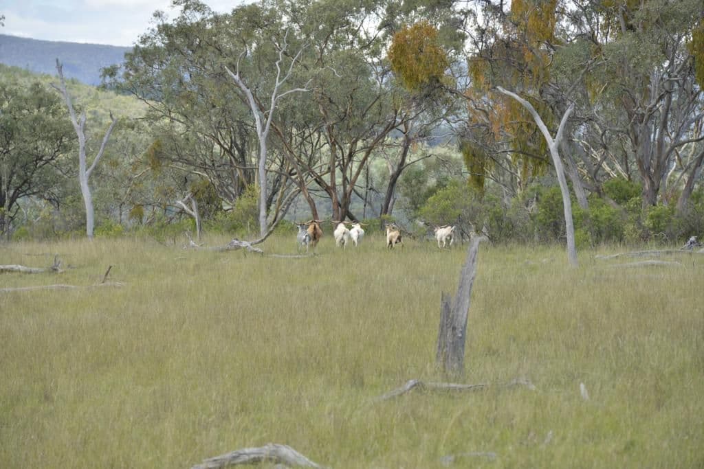 Lots 541 and 543 Bruxner Highway, TENTERFIELD NSW 2372, Tenterfield - Thumbnail 2