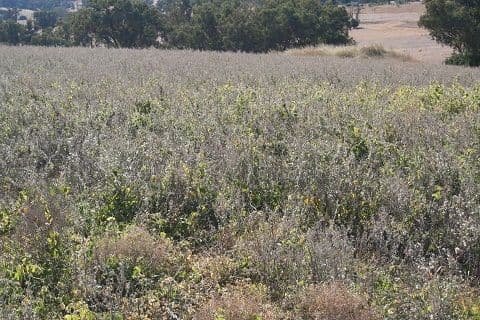 Coonamble NSW 2829, Coonamble - Thumbnail 8