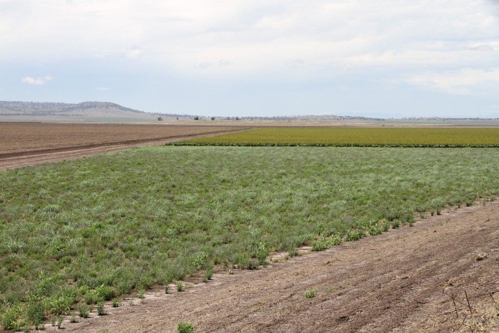 . Inveraray Downs, SPRING RIDGE NSW 2343, Spring Ridge - Thumbnail 4