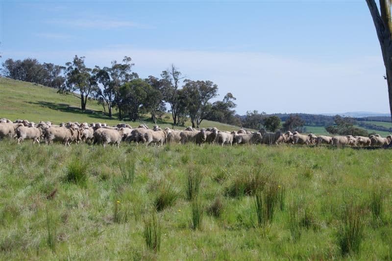 306 Clifton Ring Road, HOLBROOK NSW 2644, Holbrook - Image 1