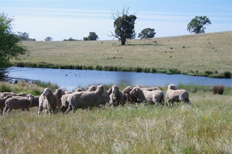 306 Clifton Ring Road, HOLBROOK NSW 2644, Holbrook - Thumbnail 6