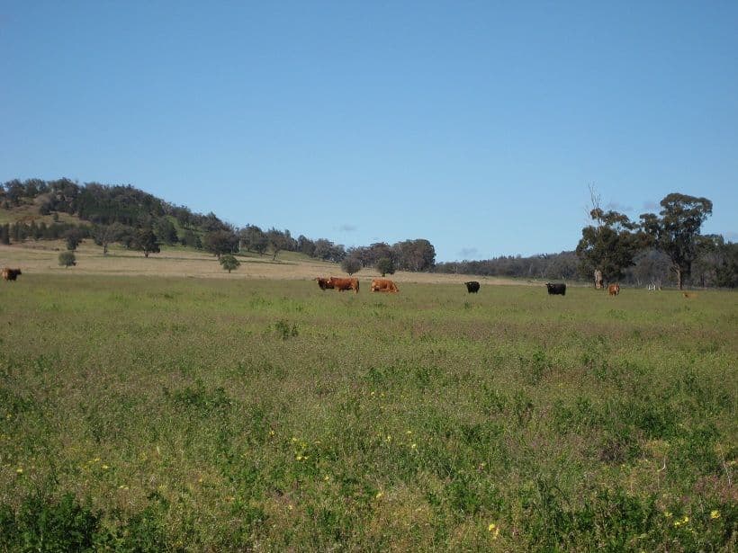 CANOWINDRA NSW 2804, Canowindra - Image 1