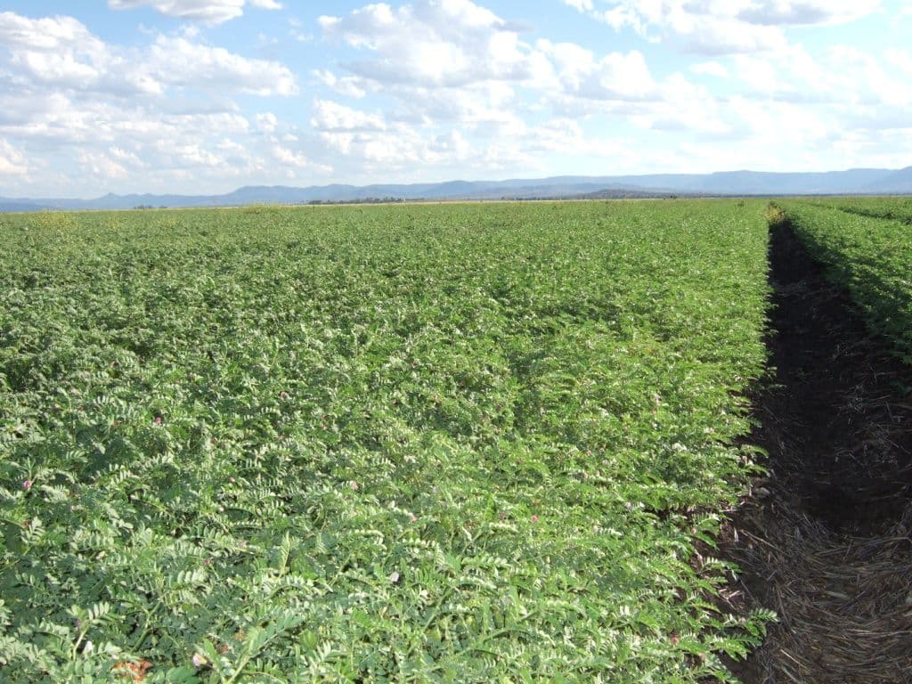 . Inveraray Downs, SPRING RIDGE NSW 2343, Spring Ridge - Thumbnail 3