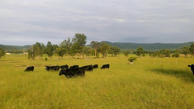 Lot 2, 433 Gresford Road, PATERSON NSW 2421, Paterson - Thumbnail 5