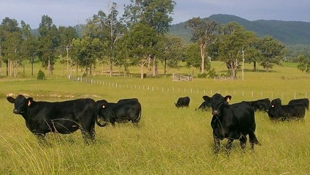 Lot 2, 433 Gresford Road, PATERSON NSW 2421, Paterson - Image 1