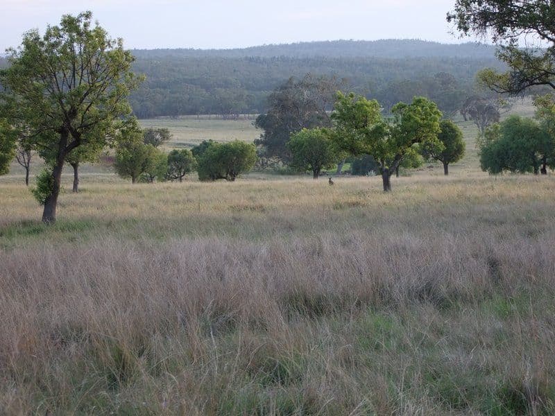 * 'MURRUMBONG', PURLEWAUGH NSW 2357, Purlewaugh - Thumbnail 7