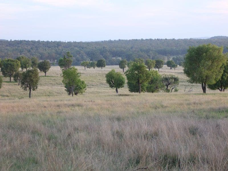 * 'MURRUMBONG', PURLEWAUGH NSW 2357, Purlewaugh - Thumbnail 8