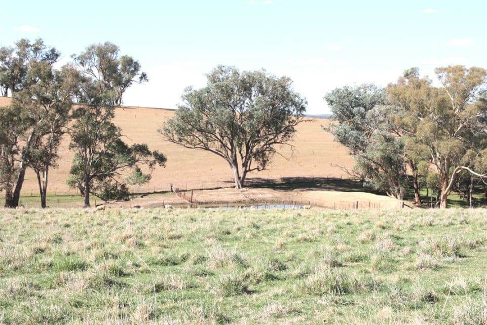3967 Murringo Road, YOUNG NSW 2594, Young - Thumbnail 5