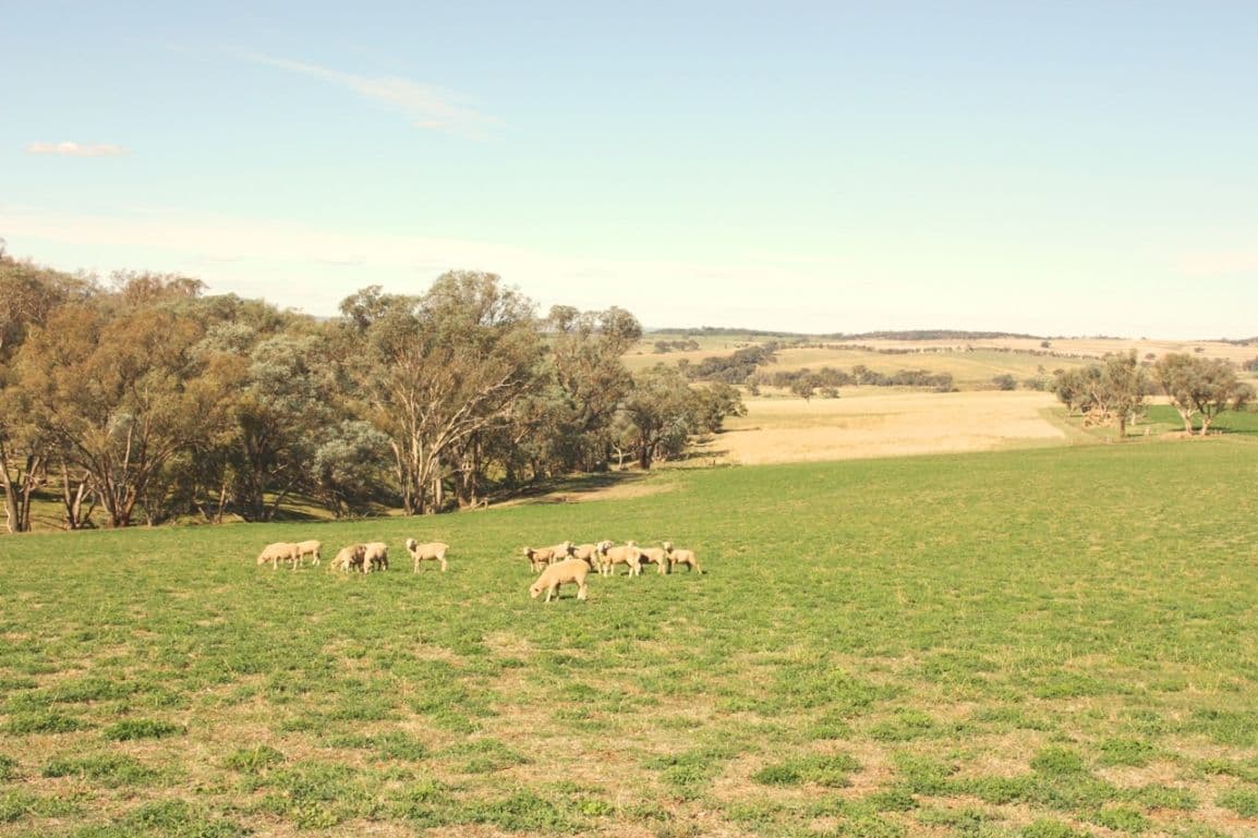 3967 Murringo Road, YOUNG NSW 2594, Young - Thumbnail 7