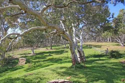 222 The Forest Road, BYWONG NSW 2621, Bywong - Thumbnail 4