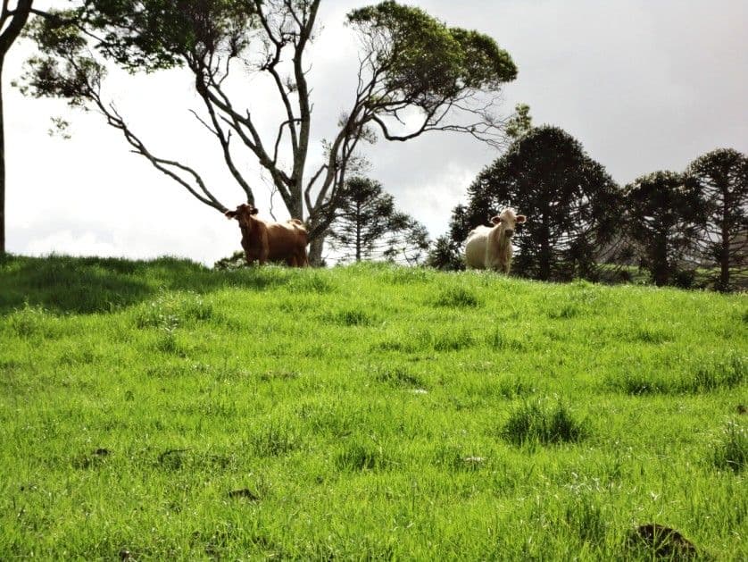 MALENY QLD 4552, Maleny - Thumbnail 4