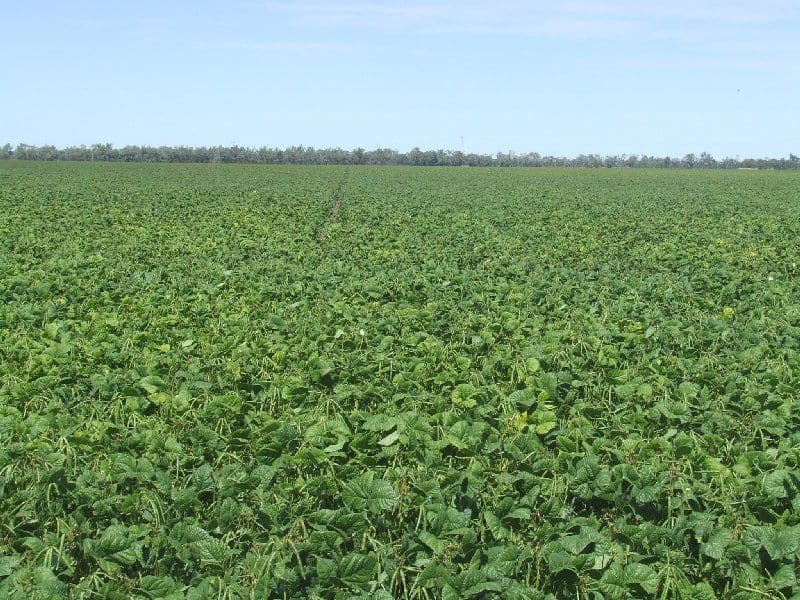 BOGGABILLA NSW 2409, Boggabilla - Image 1