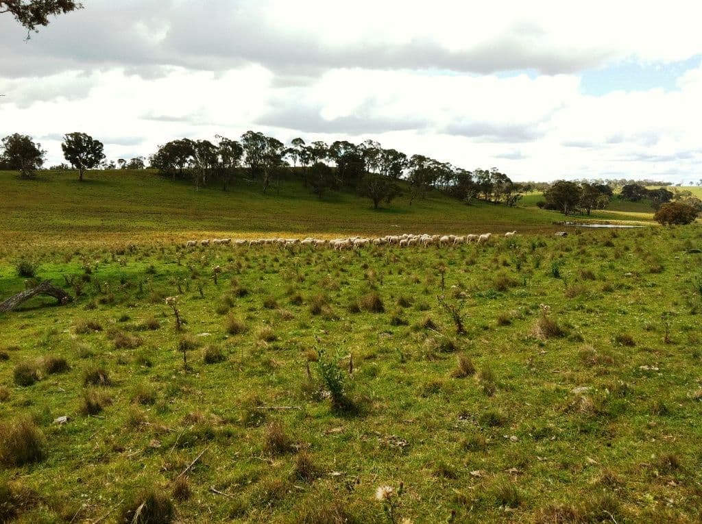 URALLA NSW 2358, Uralla - Thumbnail 7