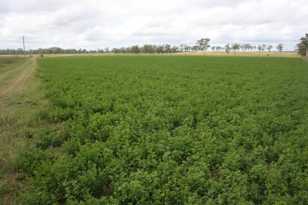 MUNDUBBERA QLD 4626, Mundubbera - Thumbnail 8