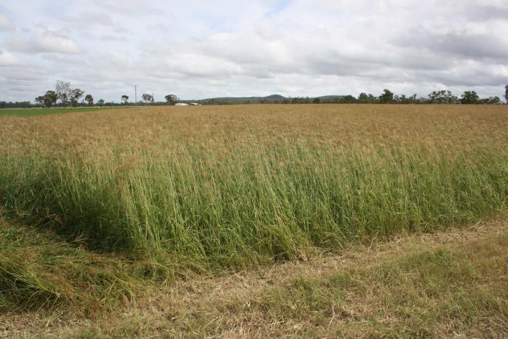 MUNDUBBERA QLD 4626, Mundubbera - Thumbnail 3
