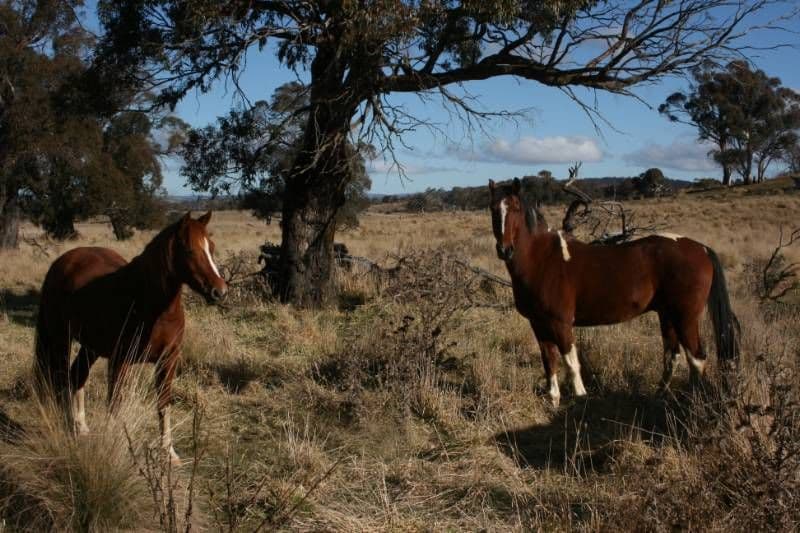 Lot 3 Callemondah Road, SHANNONS FLAT NSW 2630, Shannons Flat - Thumbnail 2