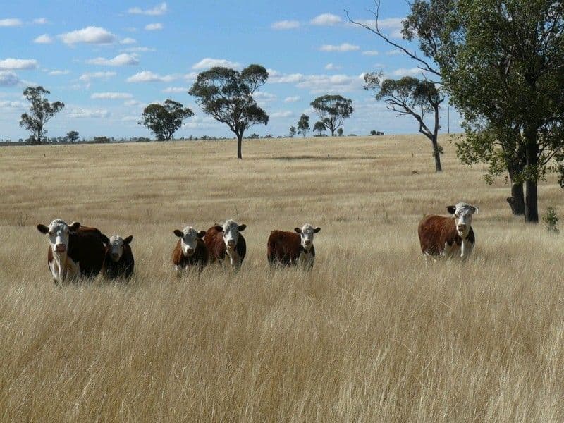 2429 Oregon Road, WARIALDA NSW 2402, Warialda - Image 1