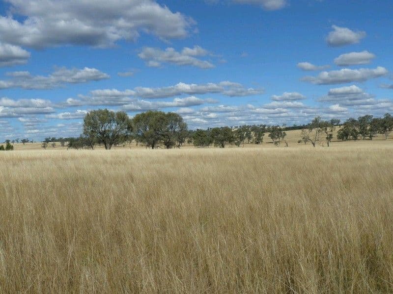2429 Oregon Road, WARIALDA NSW 2402, Warialda - Thumbnail 2