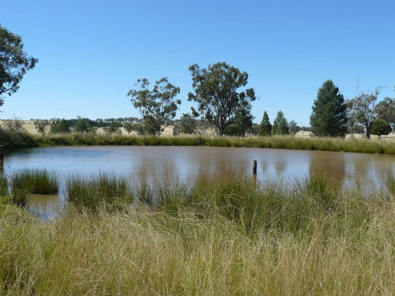 2429 Oregon Road, WARIALDA NSW 2402, Warialda - Thumbnail 7